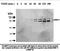 Matrix metalloproteinase-9 antibody, TA353339L, Origene, Western Blot image 
