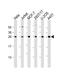 Ribosomal Protein L14 antibody, 61-163, ProSci, Western Blot image 