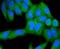 Kinesin Family Member 23 antibody, NBP2-67446, Novus Biologicals, Immunofluorescence image 
