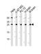 RAB35, Member RAS Oncogene Family antibody, A03845-1, Boster Biological Technology, Western Blot image 