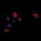 X-Box Binding Protein 1 antibody, orb74690, Biorbyt, Immunofluorescence image 