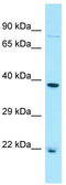 Bcl-2-like protein 2 antibody, TA329149, Origene, Western Blot image 