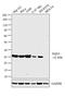 DT-diaphorase antibody, MA5-15926, Invitrogen Antibodies, Western Blot image 