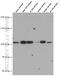 Centrosomal protein CP110 antibody, 66448-1-Ig, Proteintech Group, Western Blot image 