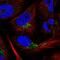 Coiled-Coil Domain Containing 190 antibody, HPA028584, Atlas Antibodies, Immunofluorescence image 