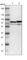 PDIA4 antibody, HPA006140, Atlas Antibodies, Western Blot image 
