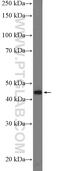 Membrane transport protein XK antibody, 12830-1-AP, Proteintech Group, Western Blot image 