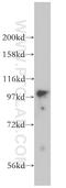 Myosin ID antibody, 14028-1-AP, Proteintech Group, Western Blot image 