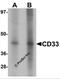 CD33 Molecule antibody, 6595, ProSci, Western Blot image 