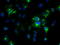 NOG antibody, TA500029, Origene, Immunofluorescence image 