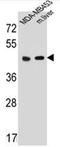 5-Hydroxytryptamine Receptor 4 antibody, AP52130PU-N, Origene, Western Blot image 