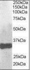 Claudin 14 antibody, orb88265, Biorbyt, Western Blot image 