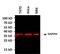 GAPDH antibody, MA5-15738-A555, Invitrogen Antibodies, Western Blot image 
