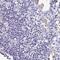 Testis Expressed 44 antibody, PA5-63302, Invitrogen Antibodies, Immunohistochemistry frozen image 