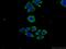 MAGE Family Member H1 antibody, 12424-1-AP, Proteintech Group, Immunofluorescence image 