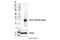 Suppressor Of Cytokine Signaling 1 antibody, 55313S, Cell Signaling Technology, Western Blot image 