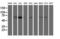 Schwannomin-interacting protein 1 antibody, M10758, Boster Biological Technology, Western Blot image 