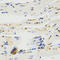 E3 ubiquitin-protein ligase TRAF7 antibody, LS-C332355, Lifespan Biosciences, Immunohistochemistry frozen image 