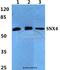 Sorting nexin-4 antibody, A08783, Boster Biological Technology, Western Blot image 