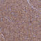 Cytochrome C Oxidase Subunit 6C antibody, HPA014295, Atlas Antibodies, Immunohistochemistry frozen image 