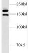 Putative DNA helicase INO80 complex homolog 1 antibody, FNab04323, FineTest, Western Blot image 