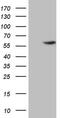 4-Aminobutyrate Aminotransferase antibody, MA5-26824, Invitrogen Antibodies, Western Blot image 