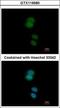Zinc Finger Protein 584 antibody, GTX119580, GeneTex, Immunofluorescence image 