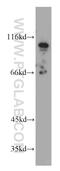 Elf1 antibody, 55029-1-AP, Proteintech Group, Western Blot image 