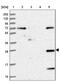 Heparan sulfate 2-O-sulfotransferase 1 antibody, PA5-60228, Invitrogen Antibodies, Western Blot image 
