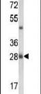 JC7 antibody, PA5-26535, Invitrogen Antibodies, Western Blot image 