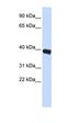 Pituitary-specific positive transcription factor 1 antibody, orb324414, Biorbyt, Western Blot image 