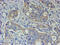 VEGF antibody, GTX83425, GeneTex, Immunohistochemistry paraffin image 