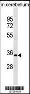 Uridine-Cytidine Kinase 1 antibody, 59-824, ProSci, Western Blot image 