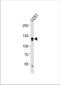 Endothelin-converting enzyme 2 antibody, TA325131, Origene, Western Blot image 