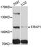 Endoplasmic Reticulum Aminopeptidase 1 antibody, STJ111244, St John