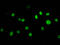 Histone Cluster 1 H1 Family Member E antibody, LS-C670370, Lifespan Biosciences, Immunofluorescence image 