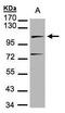 DNA Ligase 4 antibody, GTX100100, GeneTex, Western Blot image 