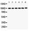 Stromal Interaction Molecule 1 antibody, LS-C357593, Lifespan Biosciences, Western Blot image 