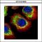 Adducin 1 antibody, GTX101600, GeneTex, Immunofluorescence image 