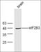 Protein FAM3D antibody, orb183253, Biorbyt, Western Blot image 