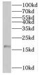 Sperm protein associated with the nucleus on the X chromosome D antibody, FNab08152, FineTest, Western Blot image 
