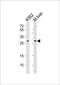 Cytochrome B5 Reductase 2 antibody, PA5-49380, Invitrogen Antibodies, Western Blot image 