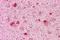 GS Homeobox 2 antibody, A11936, Boster Biological Technology, Immunohistochemistry frozen image 