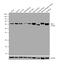 Serine/threonine-protein kinase PAK 1 antibody, 71-9300, Invitrogen Antibodies, Western Blot image 