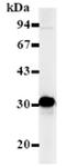 Cyclin Dependent Kinase 1 antibody, ADI-KAM-CC101-E, Enzo Life Sciences, Western Blot image 