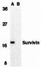 Survivin antibody, orb74399, Biorbyt, Western Blot image 