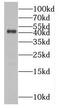 Macrophage Erythroblast Attacher antibody, FNab04928, FineTest, Western Blot image 
