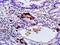 Gastrin antibody, orb10698, Biorbyt, Immunohistochemistry paraffin image 