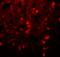 alpha-Tubulin antibody, LS-C336141, Lifespan Biosciences, Immunofluorescence image 