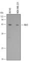 RAC-gamma serine/threonine-protein kinase antibody, MAB1463, R&D Systems, Western Blot image 